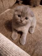 Шотландская вислоухая кошка.
