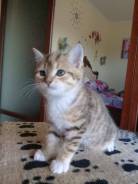 Отдам котят в с. Барабаш