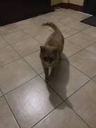 Найден рыжий кот