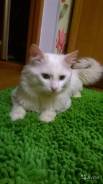 Вязка кошек.