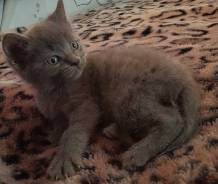 Шотландская кошка.