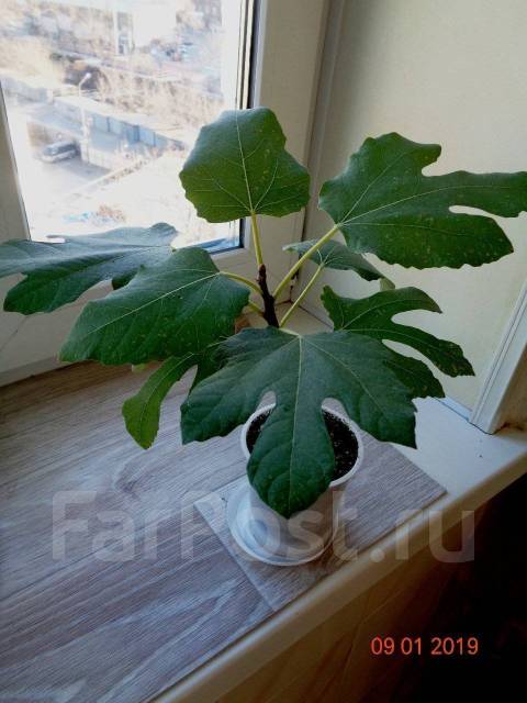 Инжир комнатные сорта. Инжир карликовый афганика. Инжир самоплодный комнатный. Инжир брунсвик дерево. Инжир комнатные сорта.