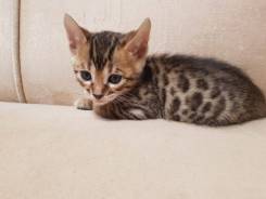 Бенгальская кошка.