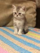Британская кошка.