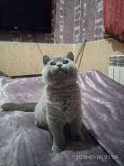 Британская кошка. Под заказ