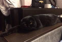 Шотландская кошка.