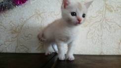 Отдам котёнка в добрые руки, бесплатно