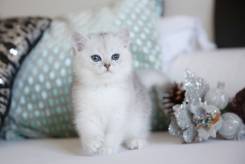 Британская кошка.