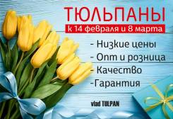 Тюльпаны. Под заказ