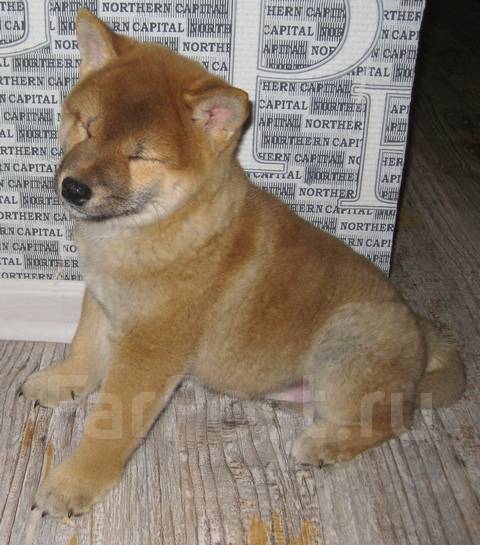 Сиба shiba inu самый маленький японский самурай, в Цена