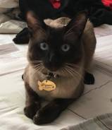 Кот для вязки