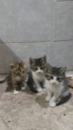 Отдам котят в хорошие руки