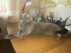 Шотландская кошка.