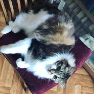 Отдам бесплатно кота