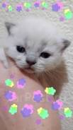 Шотландская прямоухая кошка.