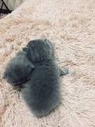Британская кошка.