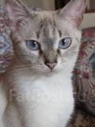 Тайская кошка.