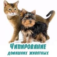 Ветеринарные услуги - чипирование животных