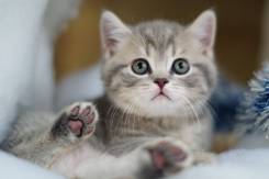 Шотландская прямоухая кошка.