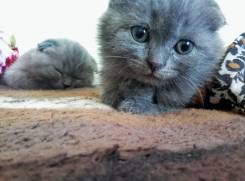 Шотландская кошка.