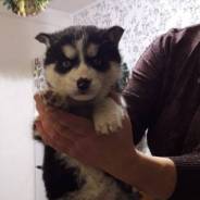Хаски.