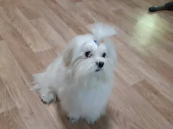 ����������� �������. ����