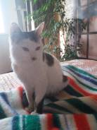 Котик в хорошие руки