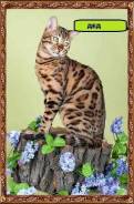 Бенгальская кошка.