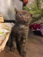 Шотландская вислоухая кошка.