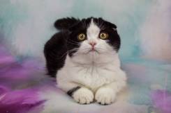 Шотландская вислоухая кошка. Под заказ