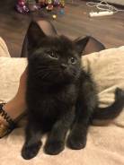 Британская кошка.
