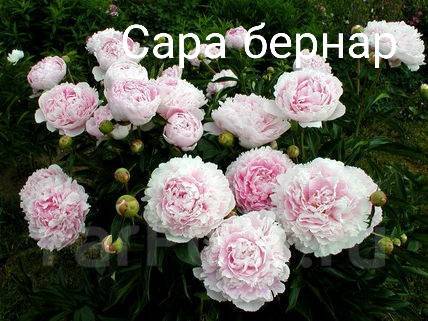 Разновидности пионов: описание и фото на сайте Premium-Flowers