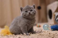 Британская кошка.