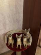Абиссинская кошка.