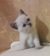 Шотландская прямоухая кошка.
