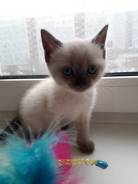 Шотландская прямоухая кошка.