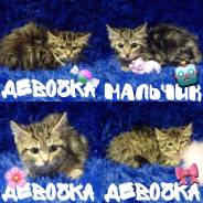 Кошки.