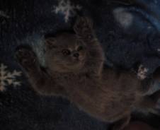 Шотландская вислоухая кошка.
