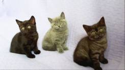Британская короткошерстная кошка.