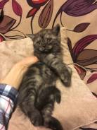 Британская кошка.