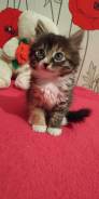 Отдам котят