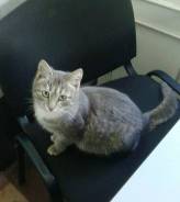 Котёнок девочка