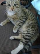 Котёнок девочка