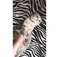 Вязка кошек.