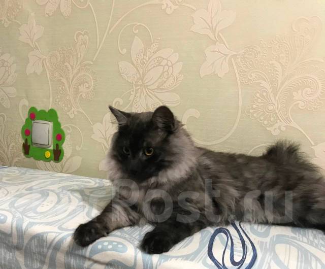 Кошечка для вязки нужна во Владивостоке