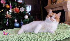 Шотландская прямоухая кошка.