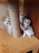 Британская кошка.
