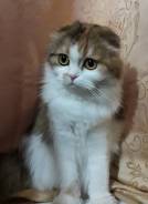Шотландская вислоухая длинношерстная кошка. Под заказ