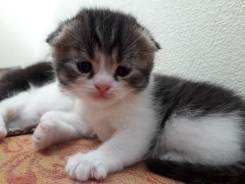 Шотландская вислоухая кошка. Под заказ