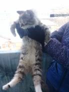 Котёнок
